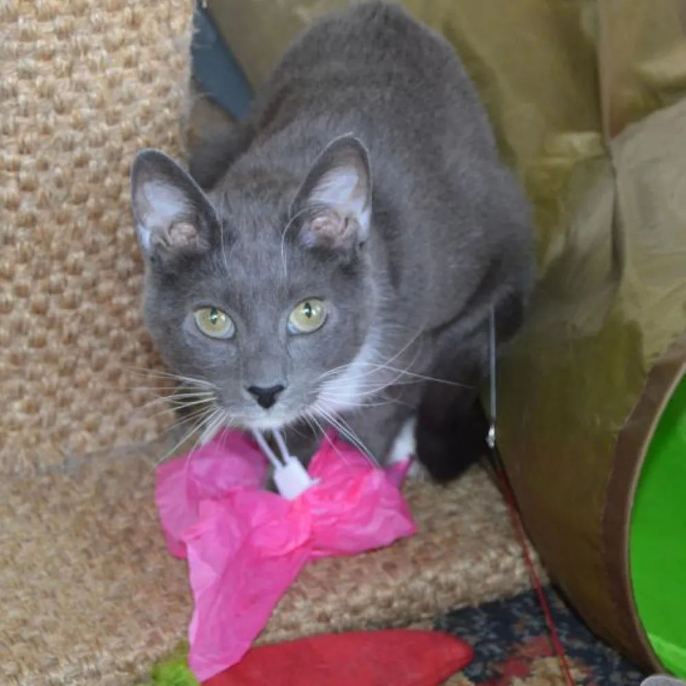 Dezi & Roo Toys | Toys^Looper Wand Attachment Cat Toy
