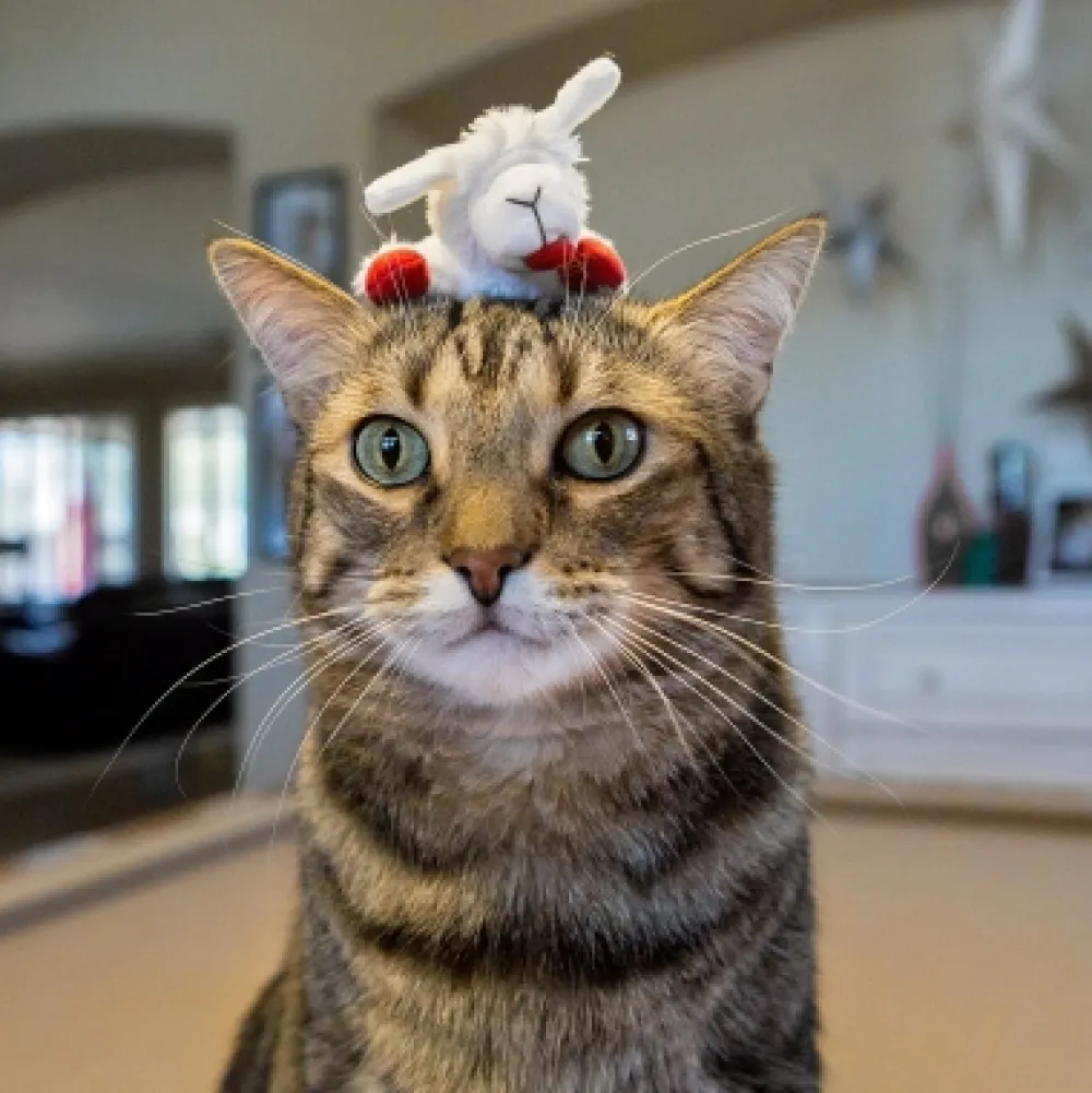 Multipet Toys | Toys^Lamb Chop Catnip Toy