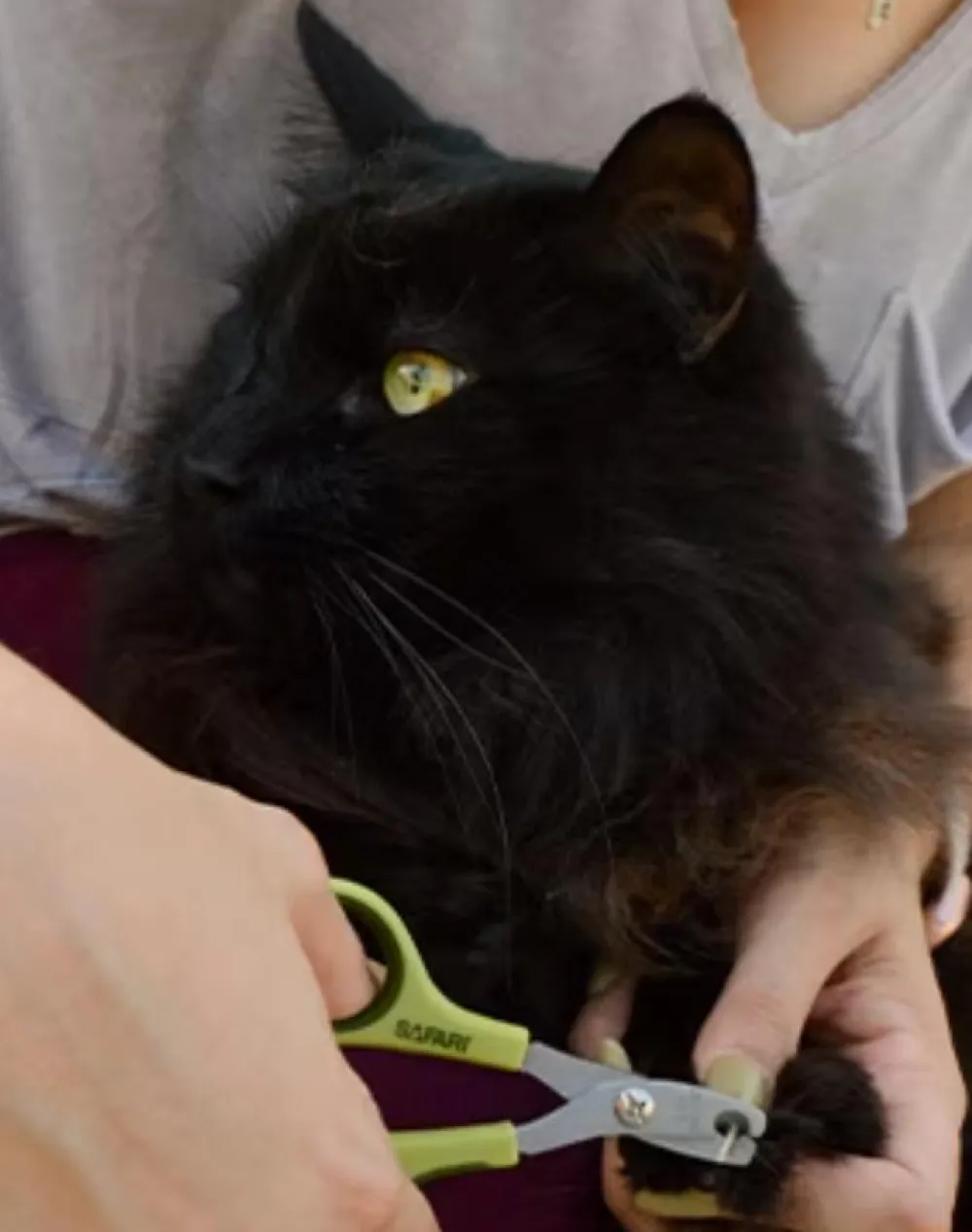 Safari Grooming | Grooming^Deluxe Nail Trimmer for Cats